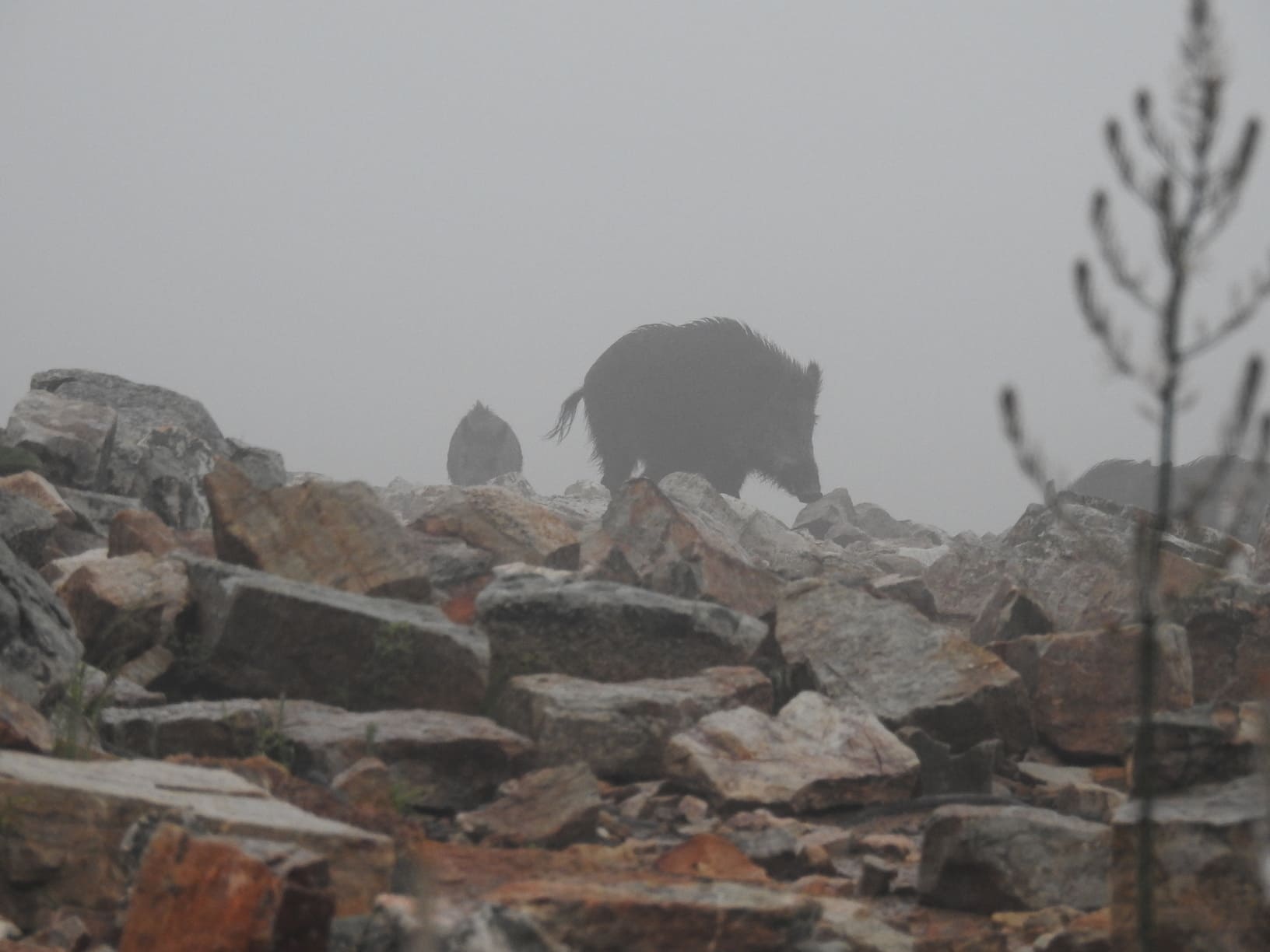 Fotos naturaleza – Gescaza organización de monterías en España