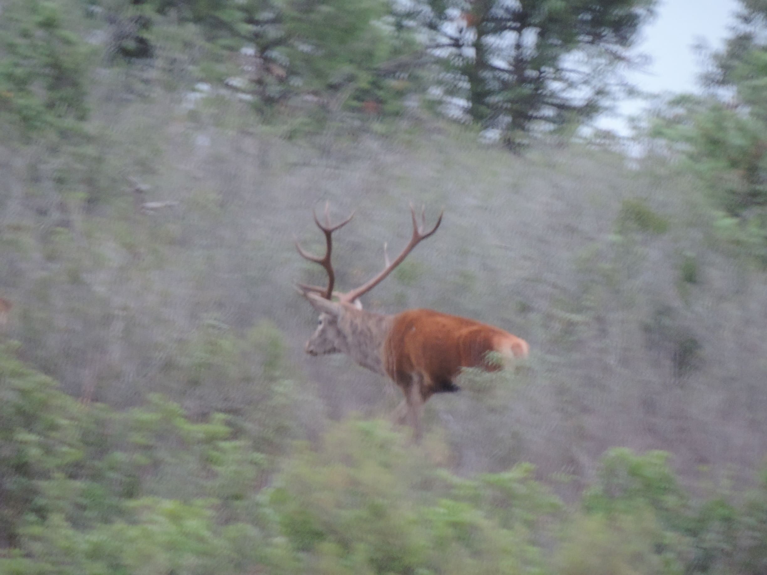 Fotos naturaleza 2 – Gescaza organización de monterías en España