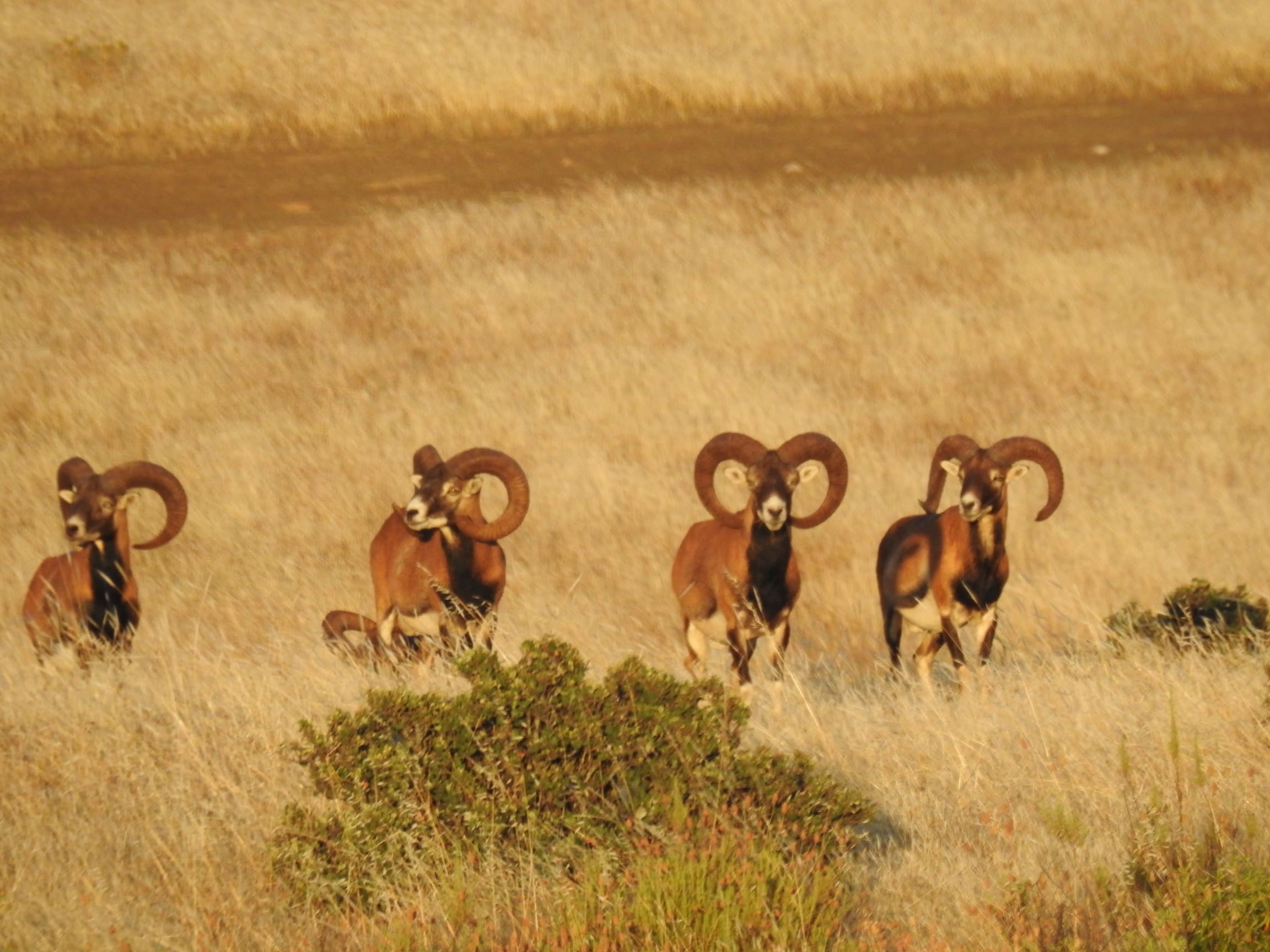 Fotos naturaleza 3 – Gescaza organización de monterías en España