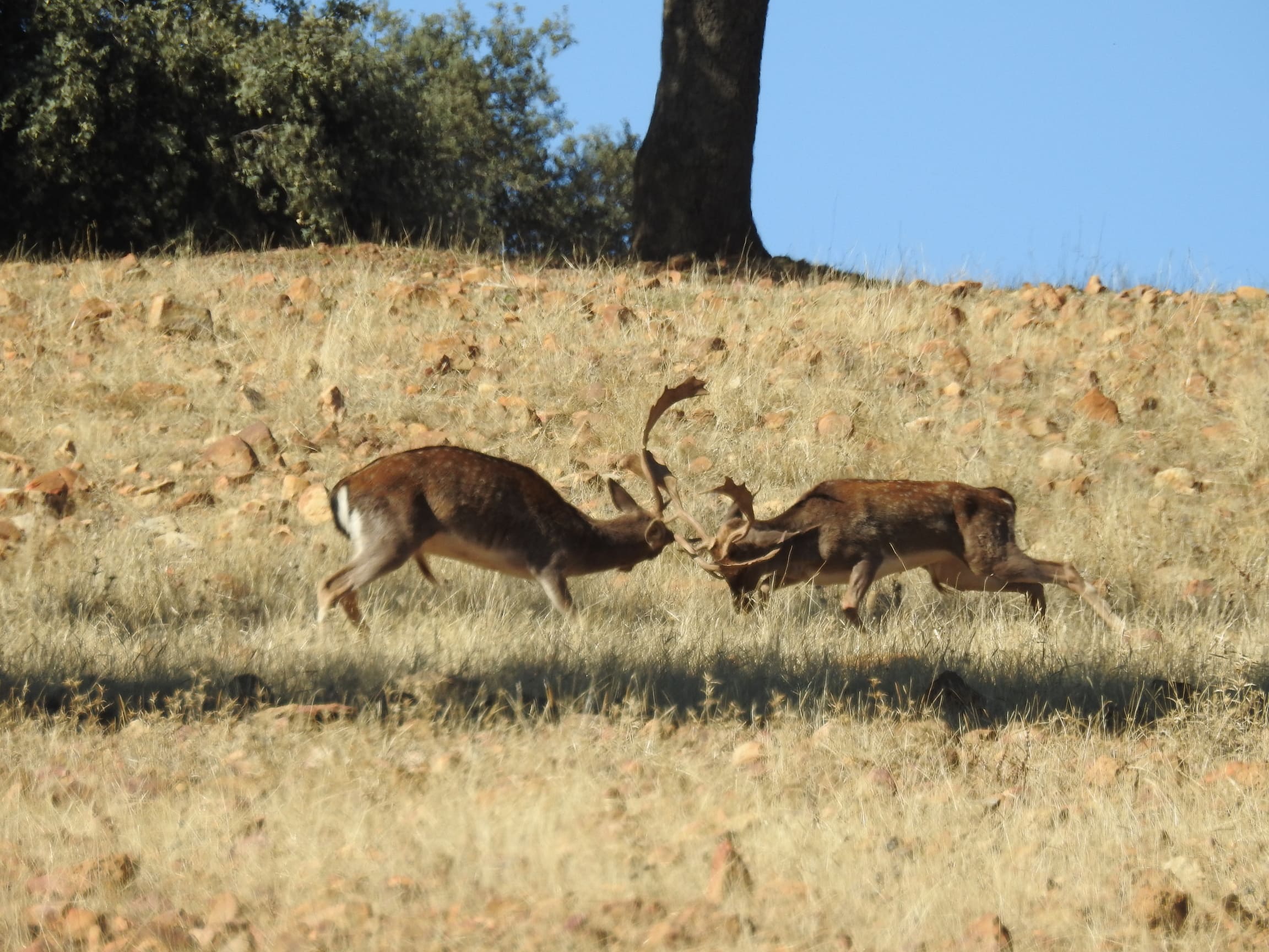 Fotos naturaleza 4 – Gescaza organización de monterías en España