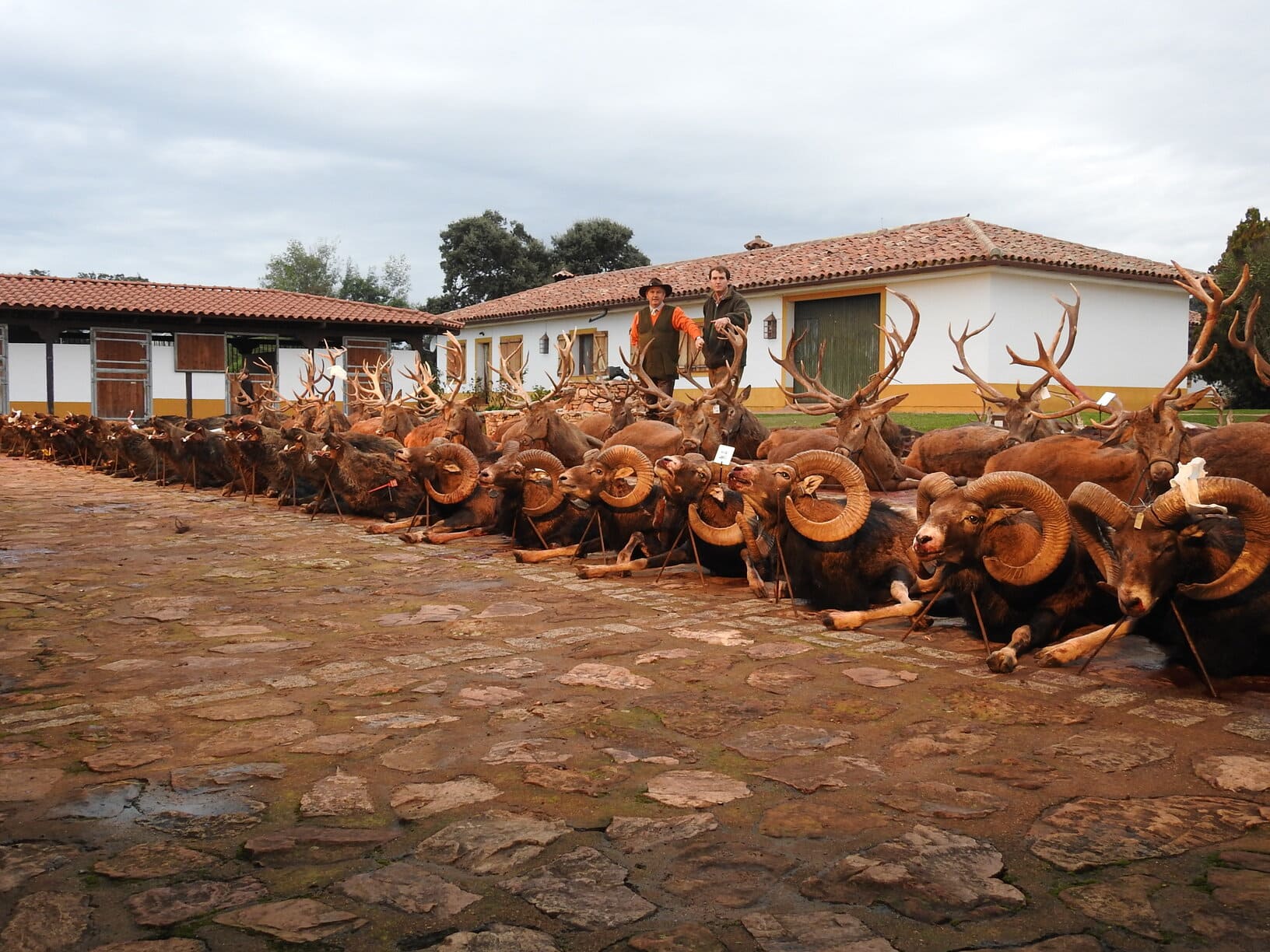 Montería Tradicional Gescaza