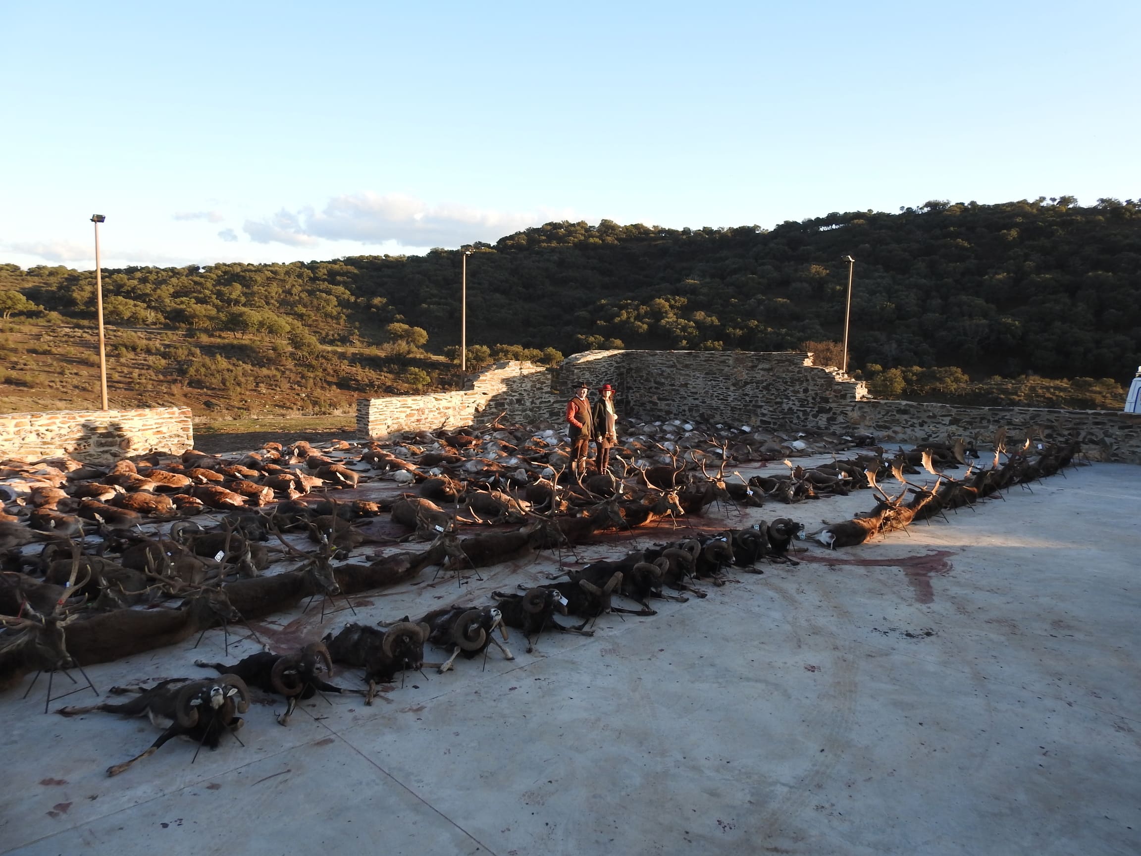 Montería Tradicional Gescaza