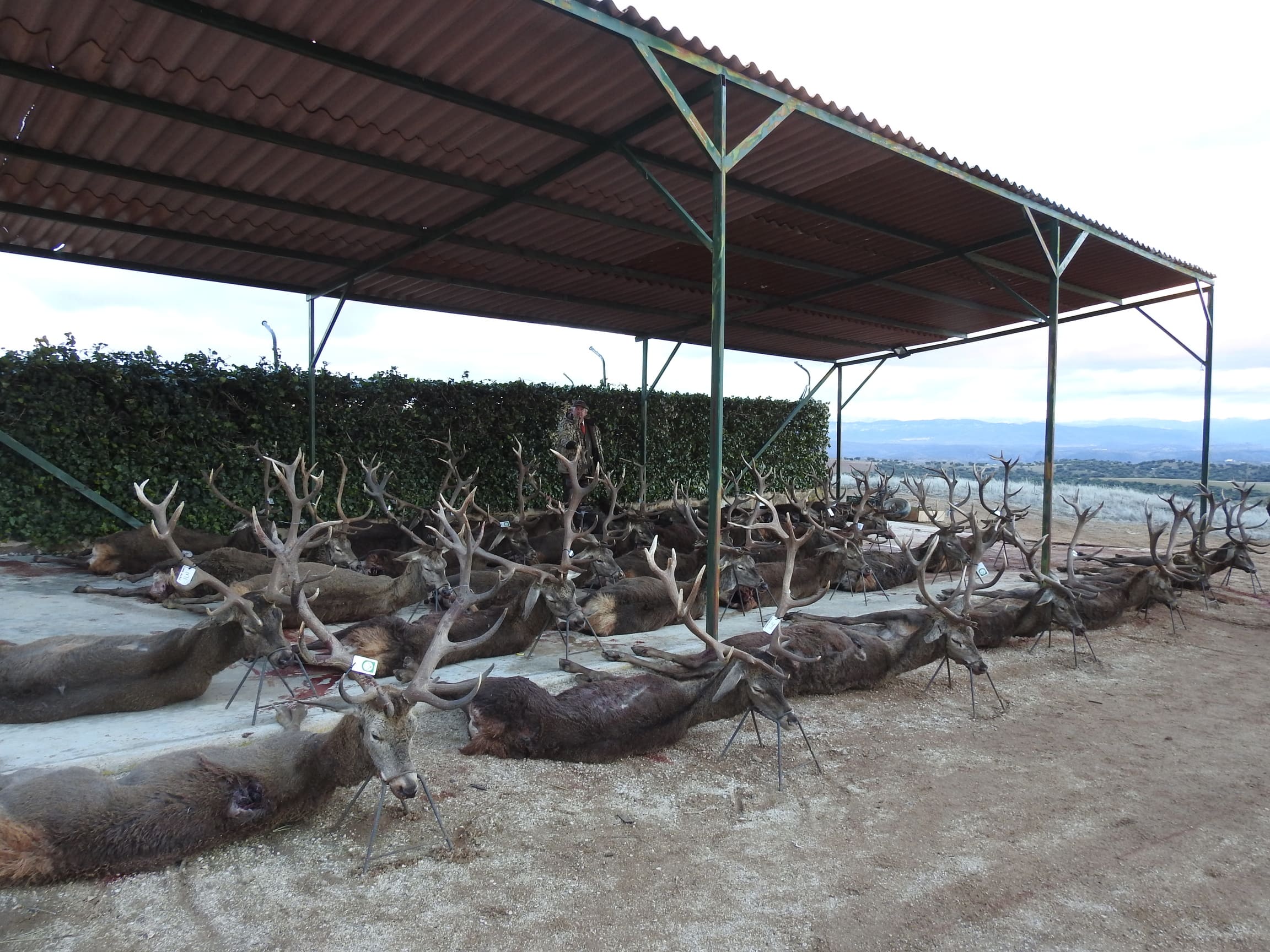 Montería Tradicional Gescaza